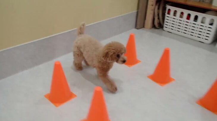 犬の幼稚園 Merlotちゃんとトレーニング