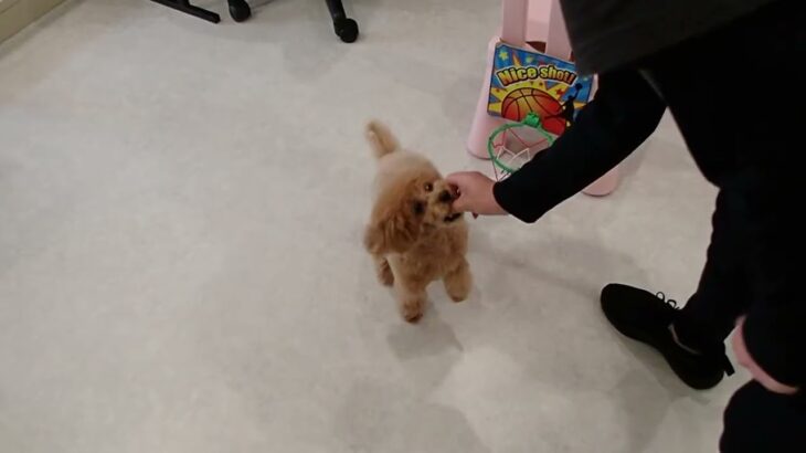 犬の幼稚園 Merlotちゃんとトレーニング
