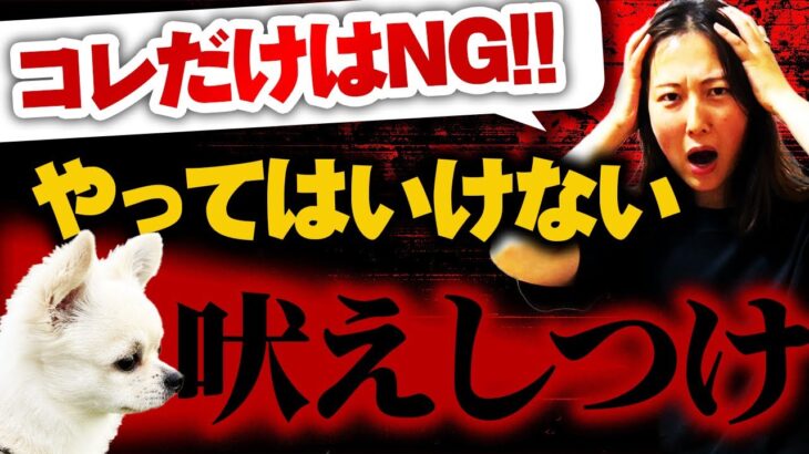 【実践】これだけはNG！絶対にやってはいけない“吠えのしつけ方法”