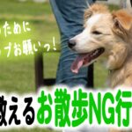 【犬　しつけ】お散歩でやってはいけないNG行動５選！！