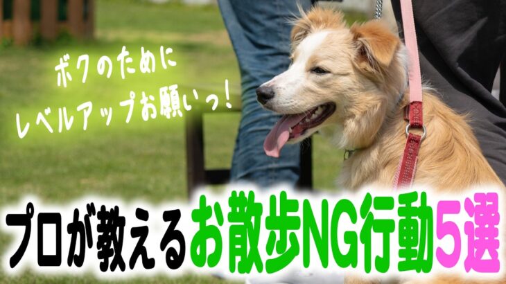 【犬　しつけ】お散歩でやってはいけないNG行動５選！！