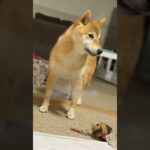 No263  犬のしつけで絶対にNGなこと５選　 #柴犬 #柴犬との暮らし
