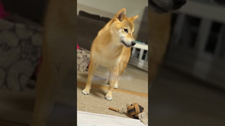 No263  犬のしつけで絶対にNGなこと５選　 #柴犬 #柴犬との暮らし