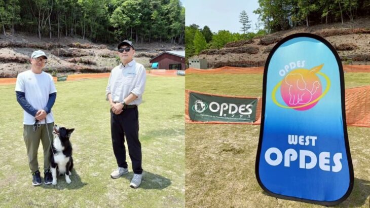 【#ドッグスポーツ】OPDES競技会　in広島　2025.6.1　#犬のいる生活 #大型犬のいる生活 #トイプードル #愛犬 #ドッグトレーニング #puppy #ドッグトレーナー