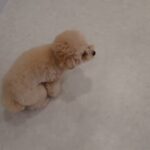 犬の幼稚園 PRIOくんとトレーニング