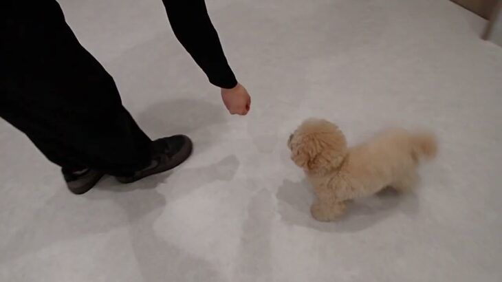 犬の幼稚園 PRIOくんとトレーニング