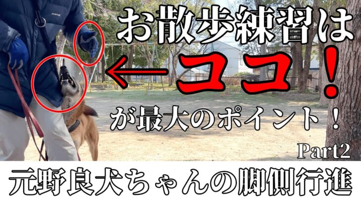 【元野良犬】散歩練習の秘訣を教えちゃいますPart2【脚側行進】