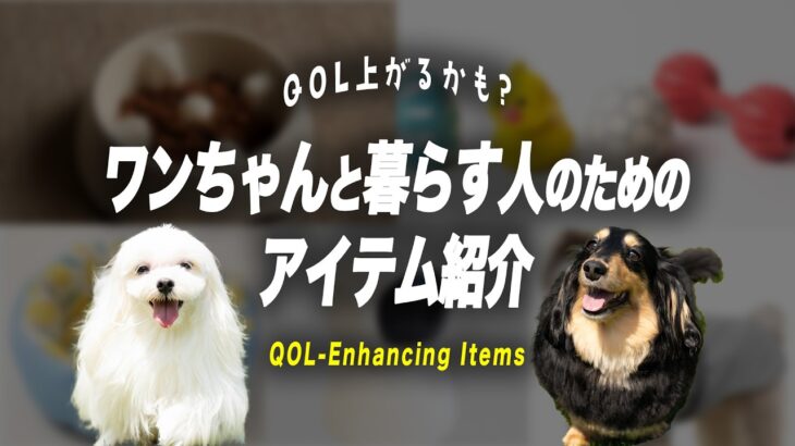 【QOL】便利グッズをプロのドッグトレーナーが評価します！