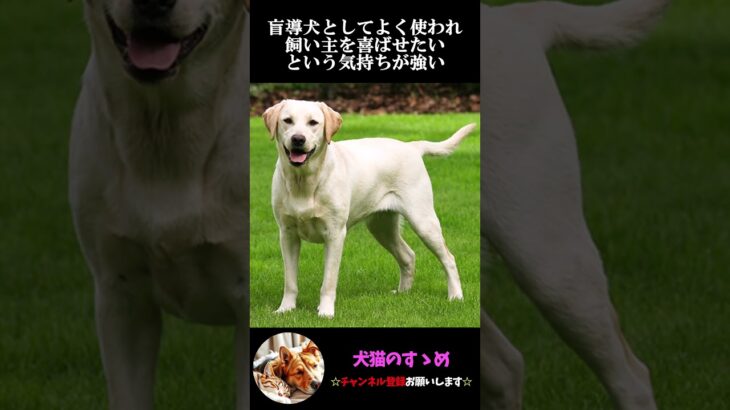 【最新！最も賢い犬種ランキングTOP10‼】最も賢い犬種はみんなも知っているあの犬？？#犬 ＃犬の気持ち #プチ知識  #ゆっくり解説  ＃しつけ #心理学 #犬のいる生活  #愛犬