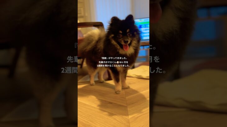 『怪獣』を預かることになりました🐾 先輩犬(ポメラニアン🐶)のマロくん。犬のしつけって大変🤦🏻‍♂️ Training a Puppy is Tough!
