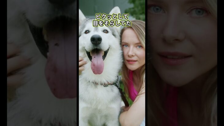WHERE DOGS HATE BEING TOUCHED 😬 犬が撫でられて嫌がる場所TOP3【可愛くてもNG】#犬の気持ち #dogshorts #しつけの基本