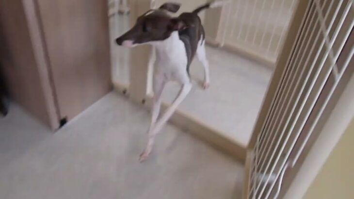 犬の幼稚園 ZITANくんとトレーニング