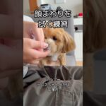 【犬の顔まわりを拭く練習】顔を嫌がる子を拭く #涙やけ  #犬動画 #dog #トリミング #まるぷー #マルプー #犬のしつけ　#penthouse #ペントハウス #かわいい犬