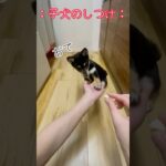 子犬のしつけ #dog #犬 #豆柴 #shorts