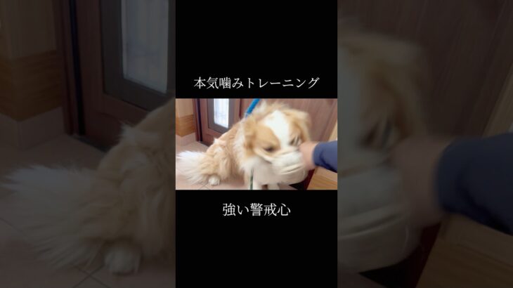 誰から何をどうやって学ぶのか #doglibre #ボーダーコリー #犬のしつけ #ドッグトレーニング