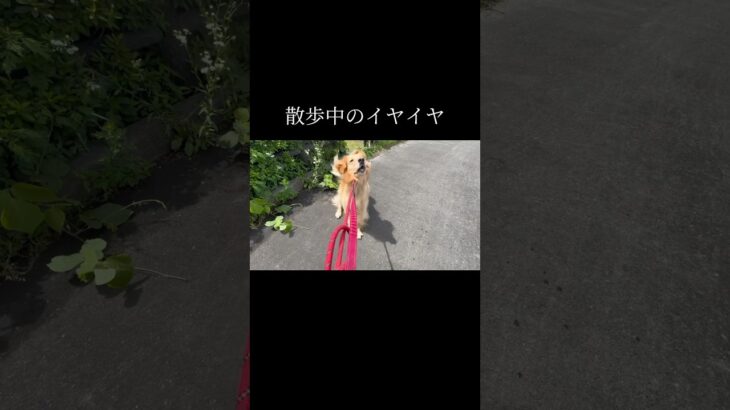散歩は練習とかでは無い #doglibre #ゴールデンレトリバー #ドッグトレーニング #犬のしつけ