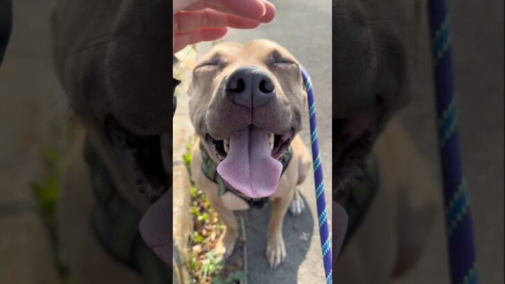 「教える」と「育てる」は違います #doglibre #ピットブル #柴犬 #犬のしつけ