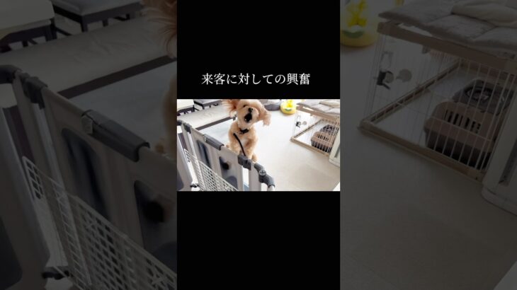 しっかり役割をあげること #doglibre #トイプードル #犬のしつけ #ドッグトレーニング