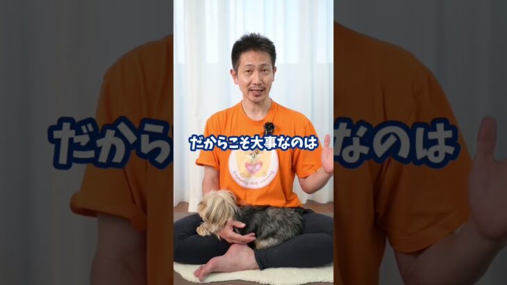 愛犬を室内フリーにしたい♪ ＃犬のいる暮らし＃dog#shorts