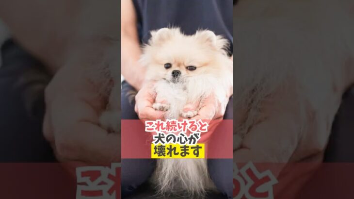 犬が自分から動かなくなる本当の原因はこれ！＃犬のいる暮らし＃dog#shorts