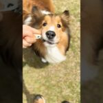 貸切ドッグラン♡ #癒し #happy #シェルティ #可愛い #わんこ #犬 #しつけ