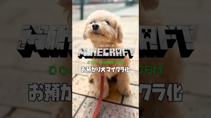 【お預かり犬 マインクラフト化】秋田犬 ミニチュアシュナウザー ラブラドールレトリーバー 柴犬 minecraft dog transform  #minecraftshorts
