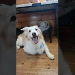 【#犬のしつけ】犬が自分で選べる環境を作ると自然と問題行動は無くなる　 #puppy  #愛犬 #犬のいる生活 #大型犬のいる生活 #ドッグトレーナー #ドッグトレーニング #トイプードル #柴プー
