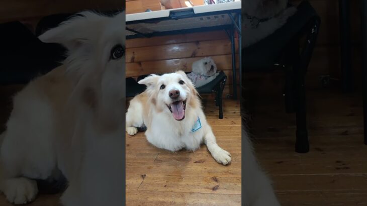 【#犬のしつけ】犬が自分で選べる環境を作ると自然と問題行動は無くなる　 #puppy  #愛犬 #犬のいる生活 #大型犬のいる生活 #ドッグトレーナー #ドッグトレーニング #トイプードル #柴プー