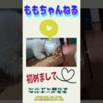 【初対面】子犬マルチーズ＃マルチーズ＃シニア＃しつけ＃遊ぶ＃病院＃抜糸 #ふせ #puppy #犬のいる生活＃遊ぶ#可愛い＃かわいい #ペット＃子犬＃犬＃赤ちゃん＃吠える＃怒る
