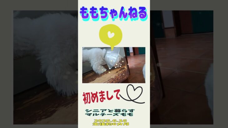 【初対面】子犬マルチーズ＃マルチーズ＃シニア＃しつけ＃遊ぶ＃病院＃抜糸 #ふせ #puppy #犬のいる生活＃遊ぶ#可愛い＃かわいい #ペット＃子犬＃犬＃赤ちゃん＃吠える＃怒る