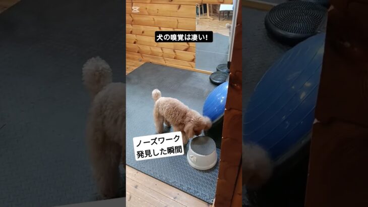 【いぬのしつけ】いぬの嗅覚は凄すぎる！！楽しく本能を呼び起こそう #愛犬 #puppy #大型犬のいる生活犬のいる生活  #ドッグトレーニング #ドッグトレーナー #ドッグスポーツ #トイプードル