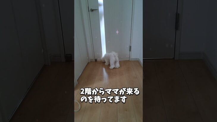 ママを待つマルチーズ子犬＃子犬＃ママ＃しつけ＃かわいい＃もも #シニア #ふせ #マルチーズ #可愛い #puppy＃しつけ＃かわいい#癒し#ペット＃赤ちゃん＃お迎え #犬のいる生活