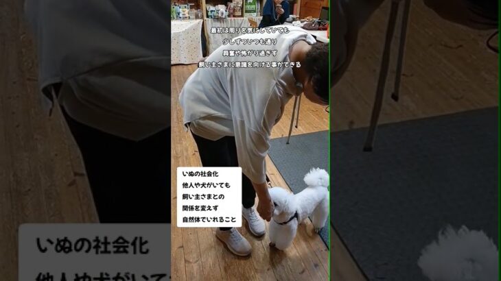 【いぬの社会化】人がいても、犬がいても興奮しない！ちゃんと飼い主さんについて行く！！ #トイプードル #puppy #愛犬 #犬のいる生活 #可愛い #ドッグトレーナー #ドッグトレーニング