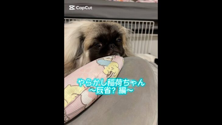 おもらし稲荷ちゃん🦊 #多頭飼い #ペキニーズ #フォーン #puppy #pekingese #可愛い犬 #仔犬 #しつけ #おすすめにのりたい