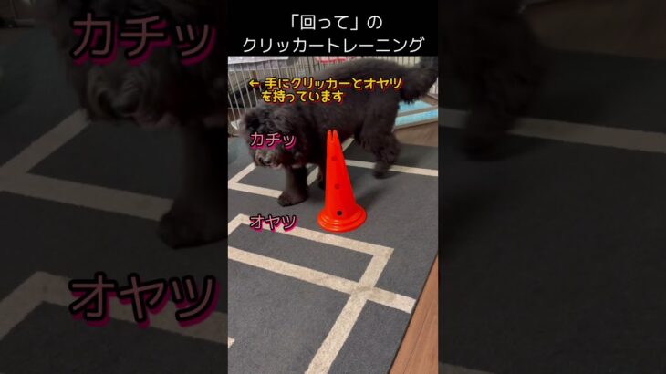 【クリック音のタイミング】回って！を教えるクリッカートレーニング #ドゥードル #sheepadoodle #クリッカートレーニング #クリッカー #犬のしつけ #犬動画 #dog #ロンド #輪舞