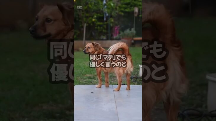 犬は“声のトーン”でしつけを覚える！？　#short #犬雑学 #トリビア #dogfacts VOICEVOX:ずんだもん