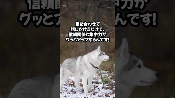 犬は “アイコンタクト” がしつけの基本？　#short #犬雑学 #トリビア #dogfacts VOICEVOX:ずんだもん