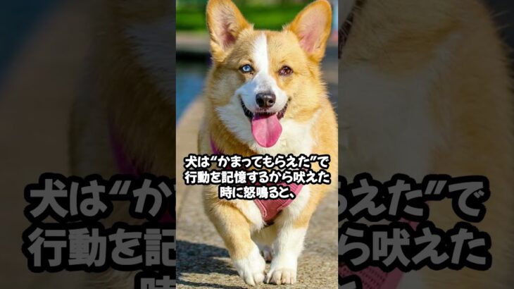 犬は叱るより“褒める”方が しつけに効く？　#short #犬雑学 #トリビア #dogfacts VOICEVOX:ずんだもん
