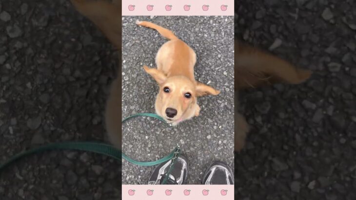 ＃犬のようちえん　＃犬のほいくえん　＃犬お泊りトレーニング　　#子犬しつけ  #しつけ教室 　#ダックス 　＃犬のしつけ　#shorts 　#パピートレーニング
