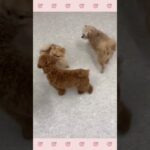 ＃犬のようちえん　＃犬のほいくえん　＃犬お泊りトレーニング　　#子犬しつけ  #しつけ教室 　#ポメラニアン　＃犬のしつけ　#shorts 　#パピートレーニング