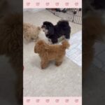 ＃犬のようちえん　＃犬のほいくえん　＃犬お泊りトレーニング　　#子犬しつけ  #しつけ教室 　#トイプードル 　＃犬のしつけ　#shorts 　#パピートレーニング