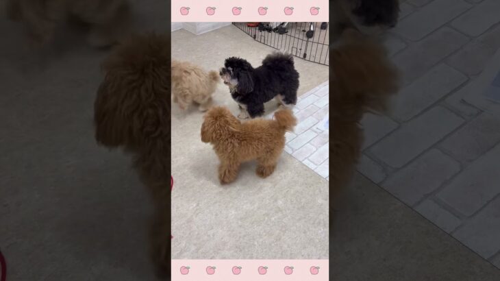 ＃犬のようちえん　＃犬のほいくえん　＃犬お泊りトレーニング　　#子犬しつけ  #しつけ教室 　#トイプードル 　＃犬のしつけ　#shorts 　#パピートレーニング