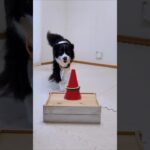 【賢い】ボーダーコリーの輪投げ遊び #shorts #ドッグトレーニング #犬のいる暮らし