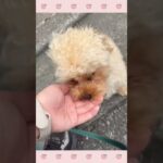 ＃犬のようちえん　＃犬のほいくえん　＃犬お泊りトレーニング　　#子犬しつけ  #しつけ教室 　#トイプードル 　＃犬のしつけ　#shorts 　#パピートレーニング