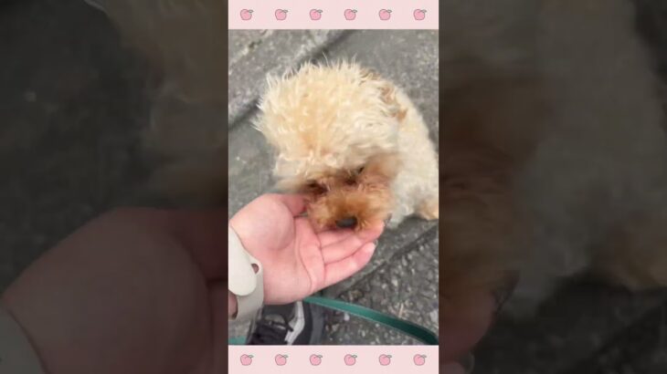 ＃犬のようちえん　＃犬のほいくえん　＃犬お泊りトレーニング　　#子犬しつけ  #しつけ教室 　#トイプードル 　＃犬のしつけ　#shorts 　#パピートレーニング