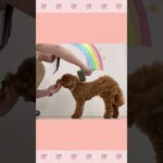 ＃犬のようちえん　＃犬のほいくえん　＃犬お泊りトレーニング　　#子犬しつけ  #しつけ教室 　#トイプードル 　＃犬のしつけ　#shorts 　#パピートレーニング