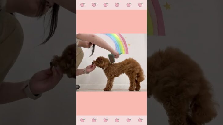 ＃犬のようちえん　＃犬のほいくえん　＃犬お泊りトレーニング　　#子犬しつけ  #しつけ教室 　#トイプードル 　＃犬のしつけ　#shorts 　#パピートレーニング