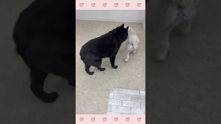 ＃犬のようちえん　＃犬のほいくえん　＃犬お泊りトレーニング　　#子犬しつけ  #しつけ教室 　#スキッパーキ　＃犬のしつけ　#shorts 　#パピートレーニング