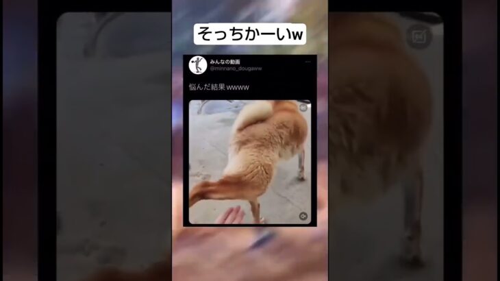 あし！て！　#shorts #犬 #しつけ #いぬ #動物