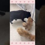 ＃犬のようちえん　＃犬のほいくえん　＃犬お泊りトレーニング　　#子犬しつけ  #しつけ教室 　#スキッパーキ　＃犬のしつけ　#shorts 　#パピートレーニング